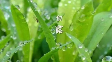 涼風(fēng)至，白露降
